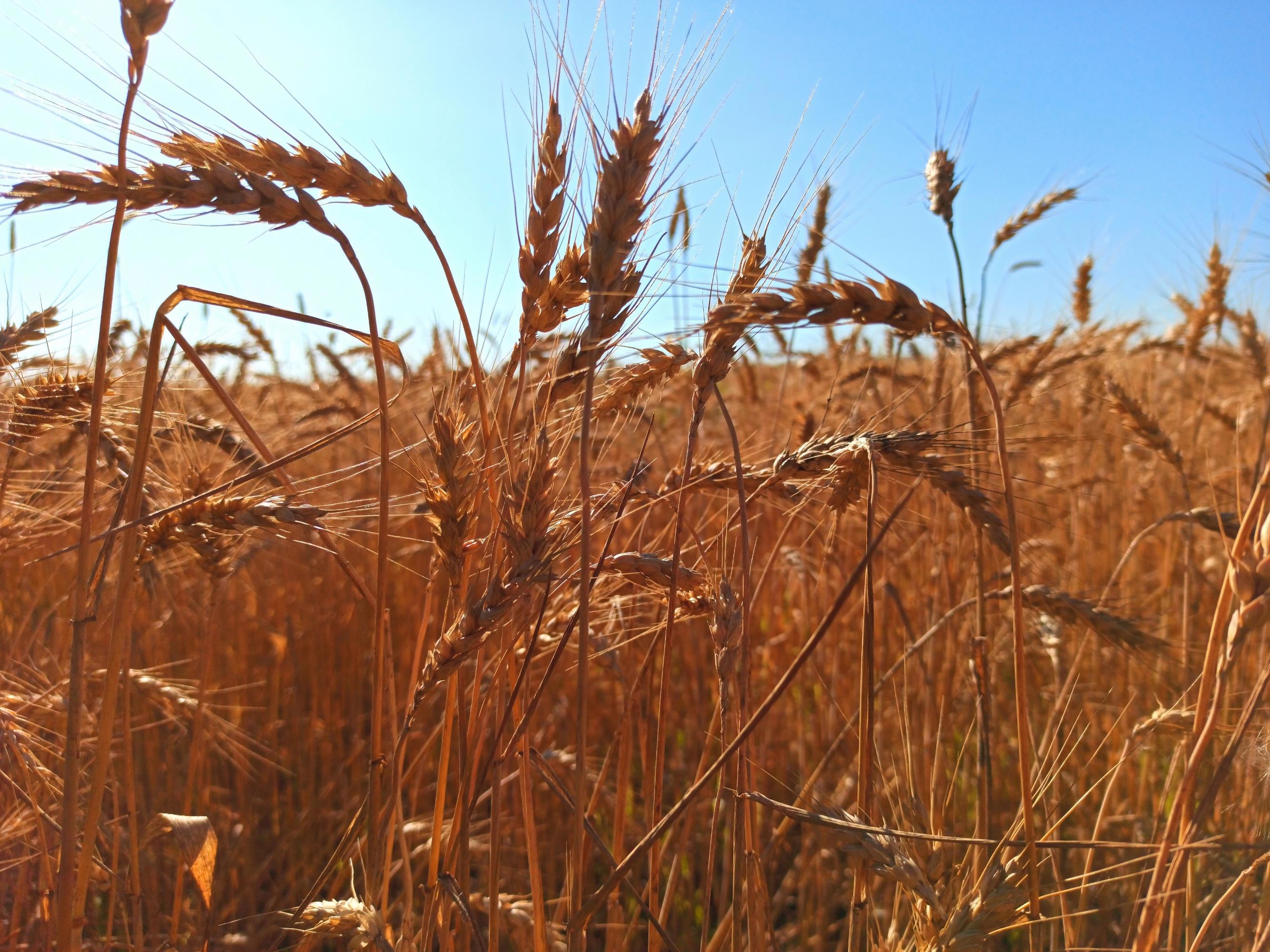 Очень рад, что успел застать поля нескошенными в августе